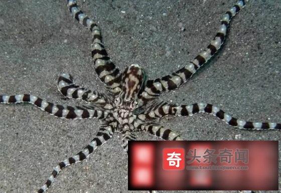 拟态章鱼：海洋生物的“变脸高手”，它能模仿什么？